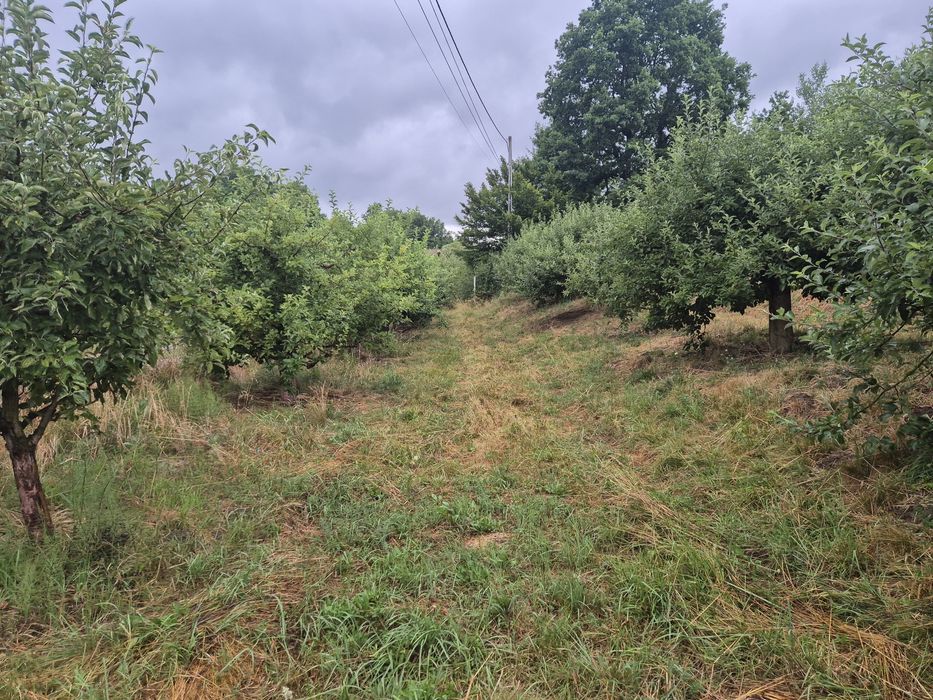 Teren extravilan aproape de Bistriţa