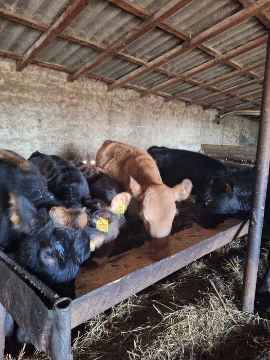 Vând 9 vițele, rasa mixta