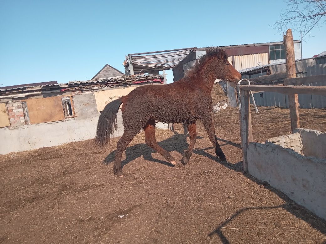 Продам лошадь откормленные.