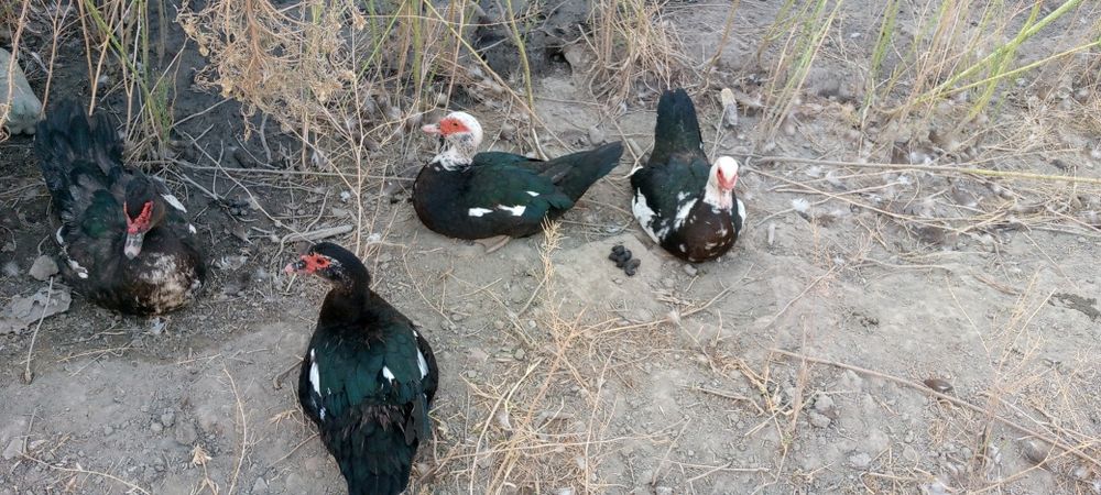 Induklar sotiladi uy sharoitida boqilgan