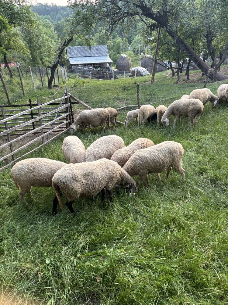 Vand oi bergamasca si berbec carabas