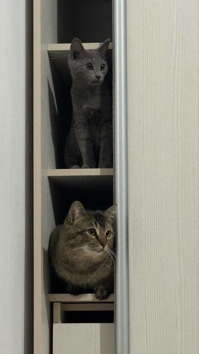 Отдам в добрые руки
