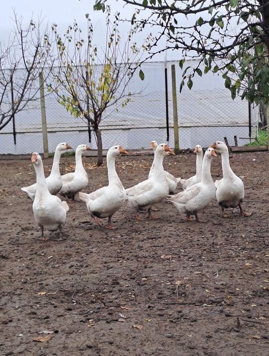 Vând gâste din anul 2025