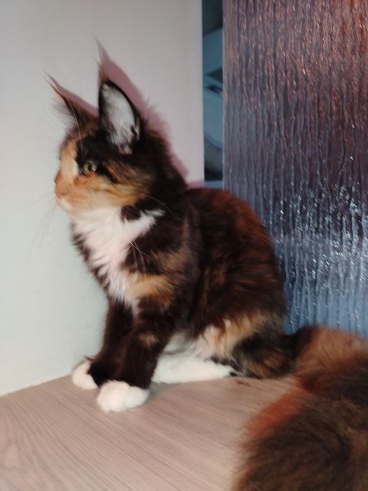 Fetita Maine Coon XXL
