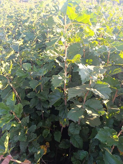 Vindem Vita de vie, pomi fructiferi - plantam si livram in toata tara