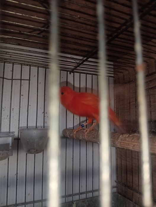 Канарчета таз годишни