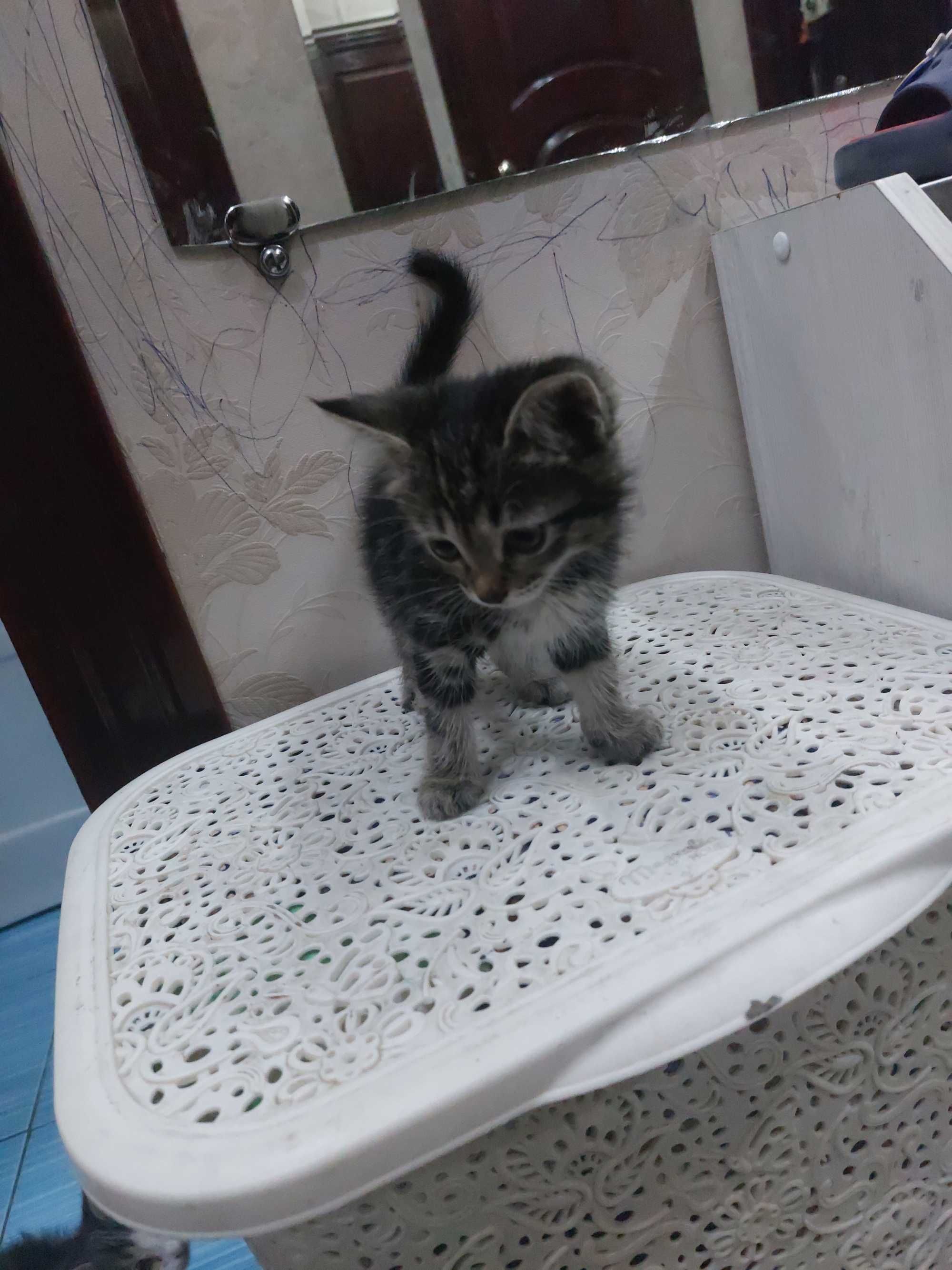 Котята бесплатно