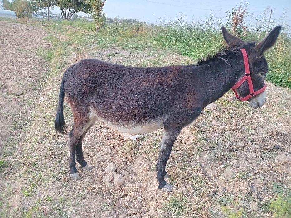 Eshshak ona bola sotiladi