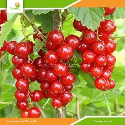 Продам красную смородину