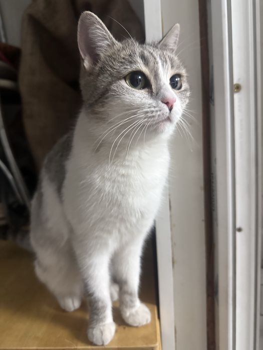 Ласковая кошечка ищет любящую семью