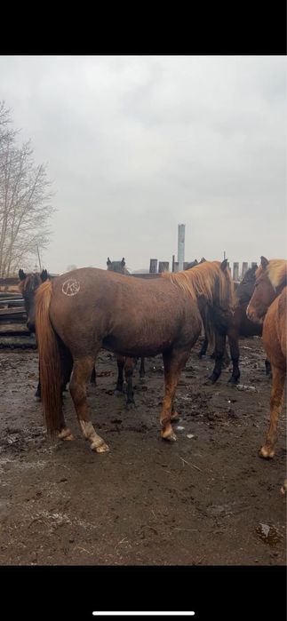 Соғымға бие сатылады