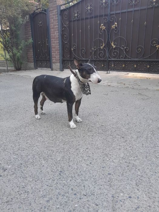 Сyкa бультерьера ищет  жениха!!!