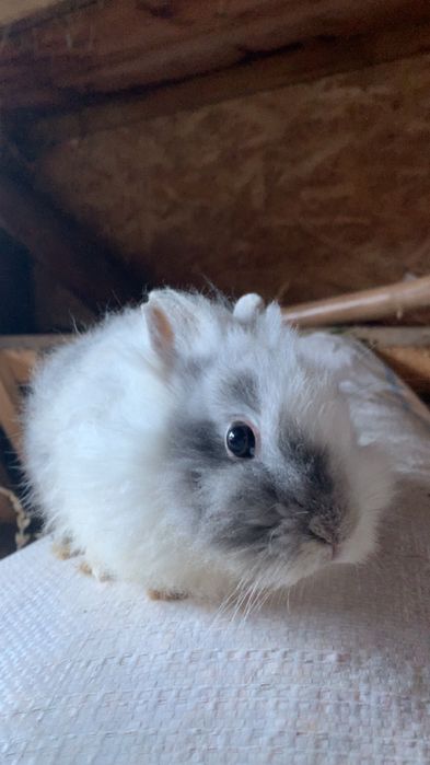 De vanzare, iepuri cap de leu de 5 luni si cel mare de 1 an