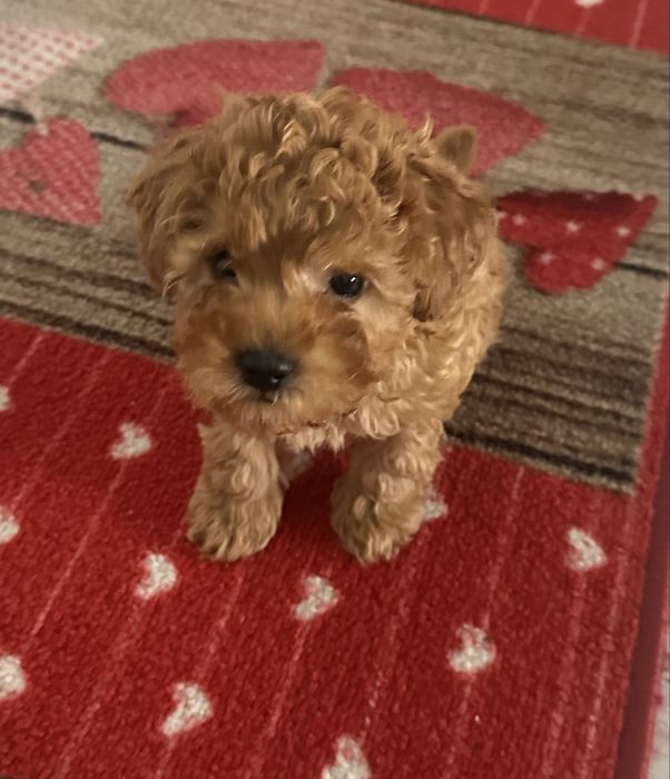 Мини пудел той ( poodle toy )