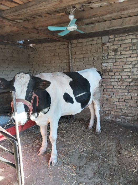 Сигир сотилади 1та туккан