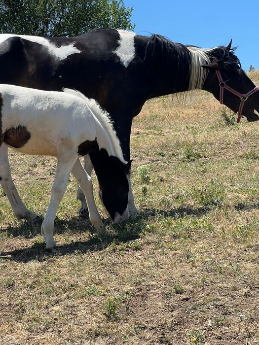 Продавам кобила на 4 години и конче женско на 9 месеца