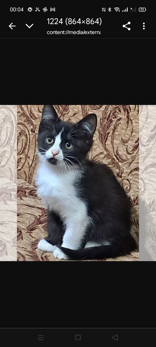 Котик-метис(от бомбейской кошки)