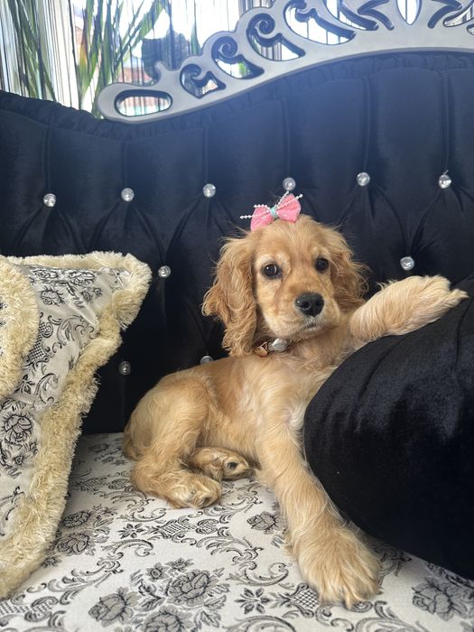 Cocker Spaniel – 2 luni, 2 vaccinuri, 2 deparazitări