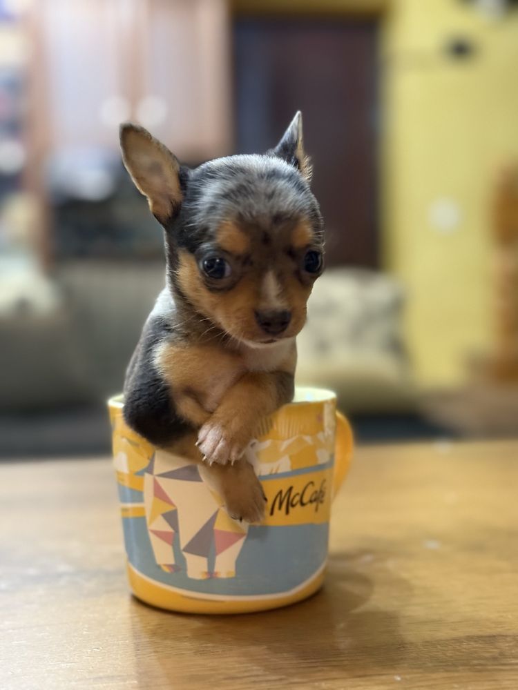 Chihuahua mini toy blue merle RAR