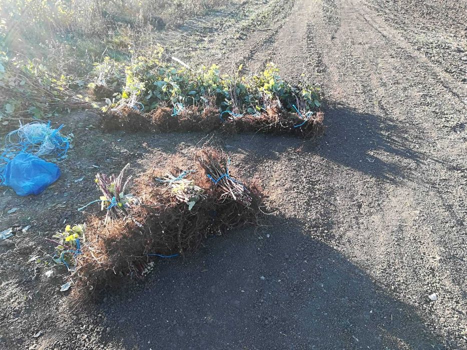 Разсад МАЛИНИ, мапема, енросадира, амира и др. ГОЛЕМИ КОЛИЧЕСТВА !