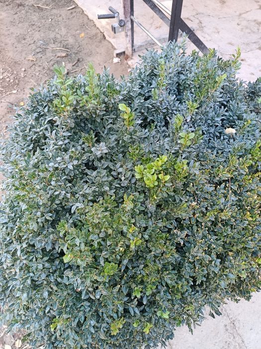 Кўп йиллик шамшод кўчати сотилади...10 йиллик...