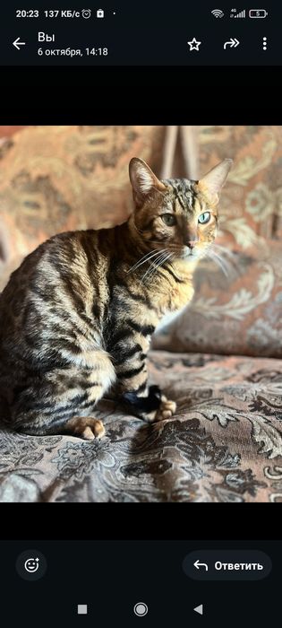 Отдам кота не дорого срочно