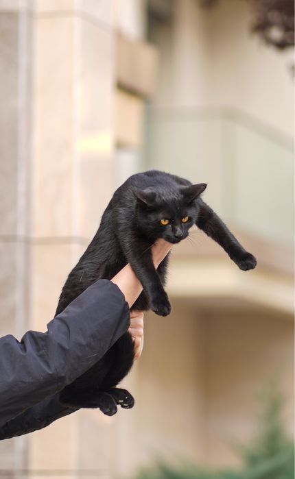 Кошечка БУСИНКА и ее братики в поисках дома!