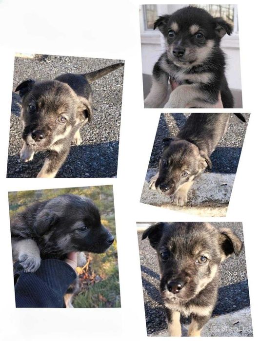 Щенкам нужен дом!