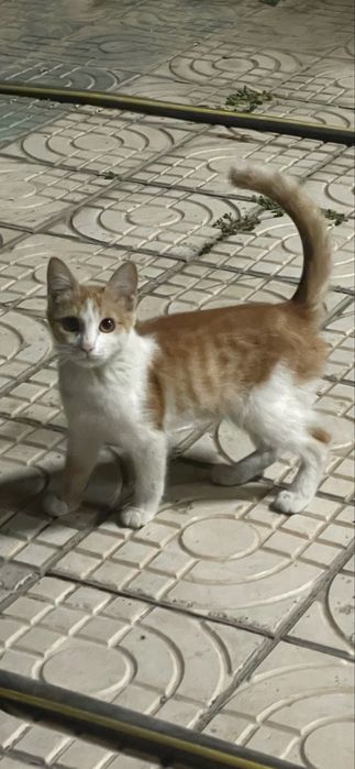 Котенок мальчик ищет семью
