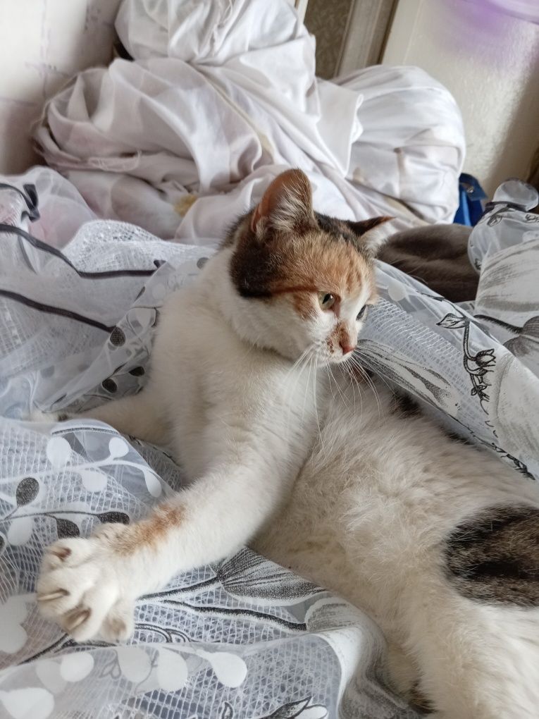 Отдам красивую кошечку