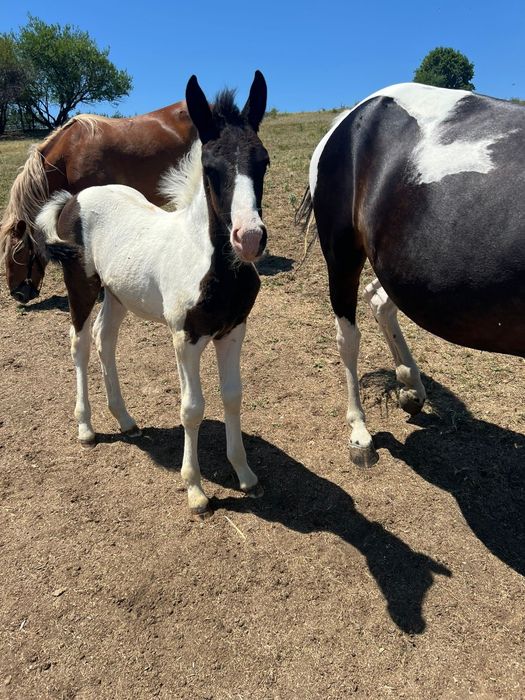 Продавам кобила на 4 години и конче женско на 9 месеца