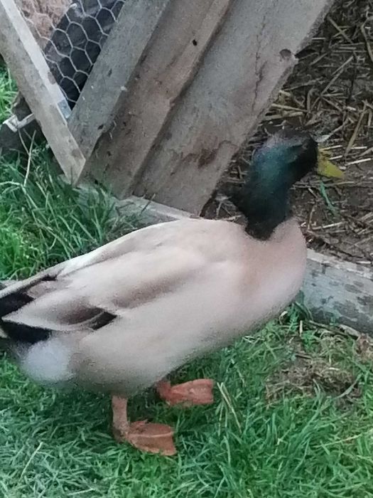 Vând ratoi khaki campbell