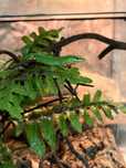 Soparla japoneza de iarba / Takydromus dorsalis