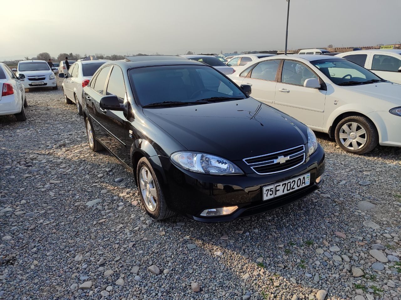 Genera lacetti sotiladi