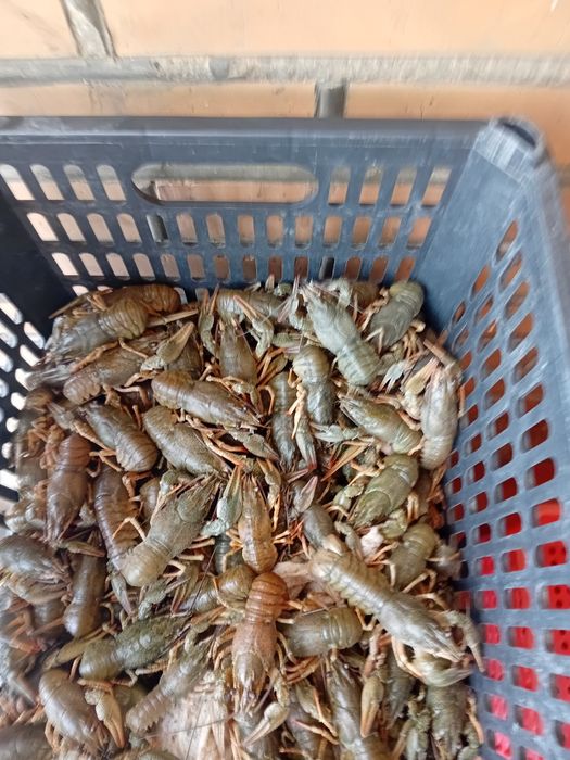 Раки(кискичбака]