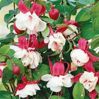 Fuchsia in ghiveci - flori exotice Ghiocei rosii