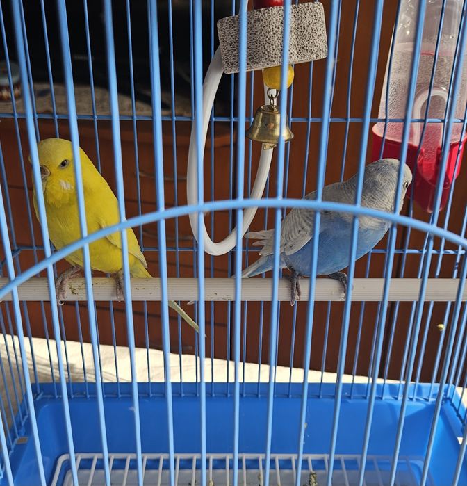 Perusi budgie pereche