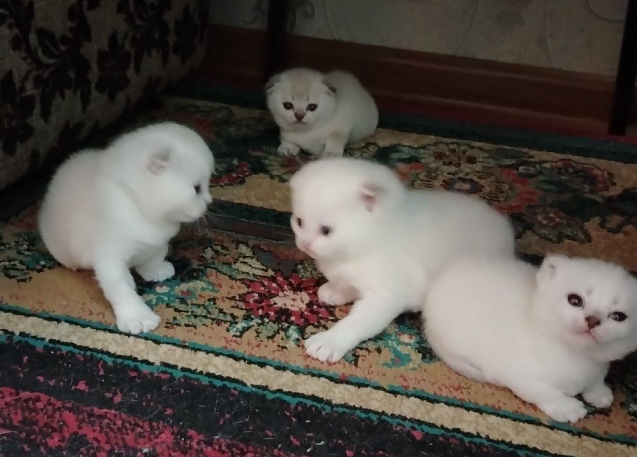 Серебристый ШИНШИЛА