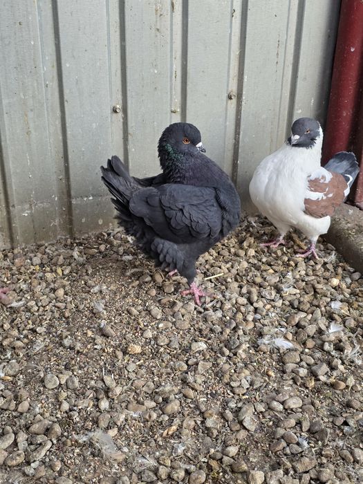 Porumbei modena 3 masculi + 1 femela