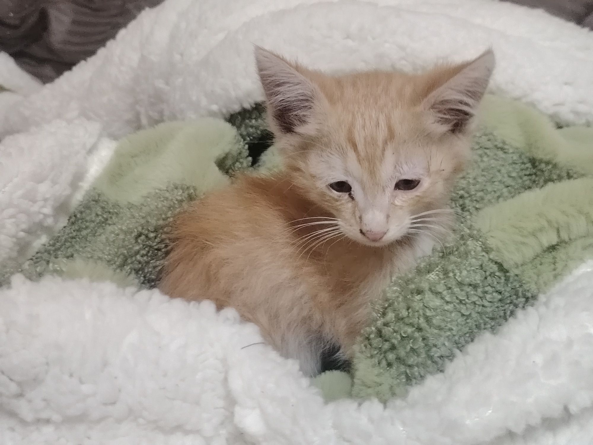 Котёнок срочно ищет дом