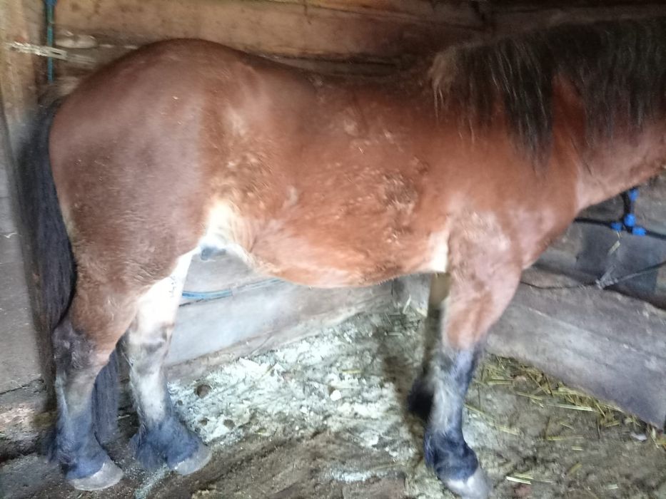 Vand cal de tractiune