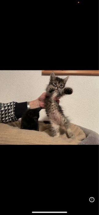 ofer spre adoptie 3 motanii