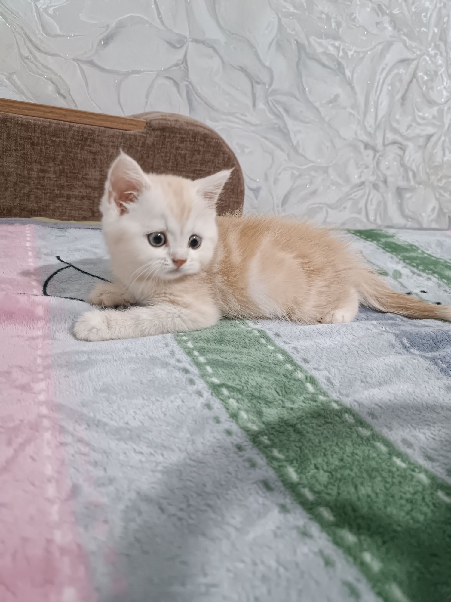 Продаётся чистокровный британский котёнок скоттиш-страйт