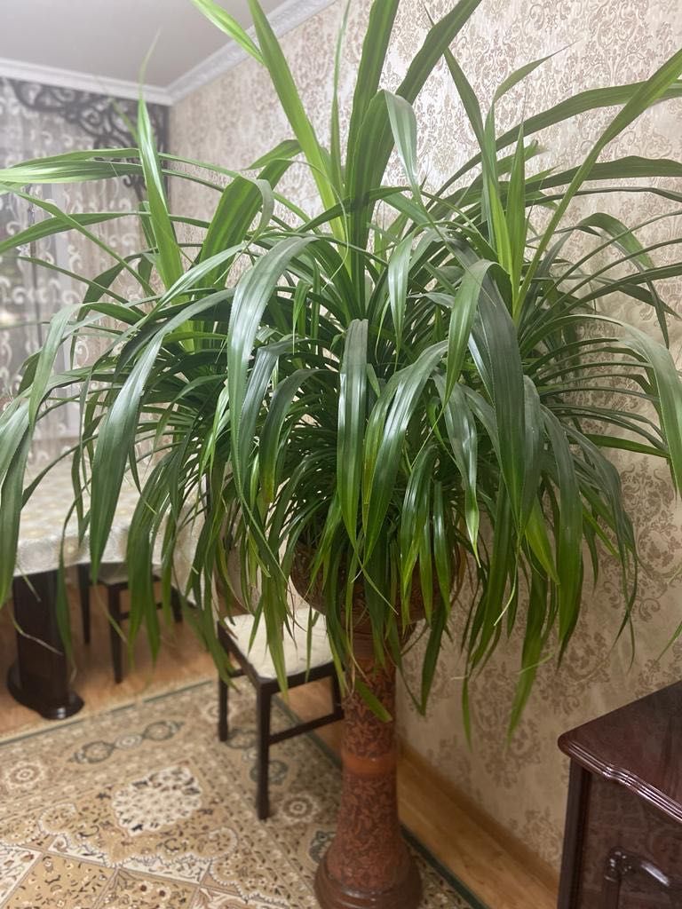 Панданус,комнатное растение