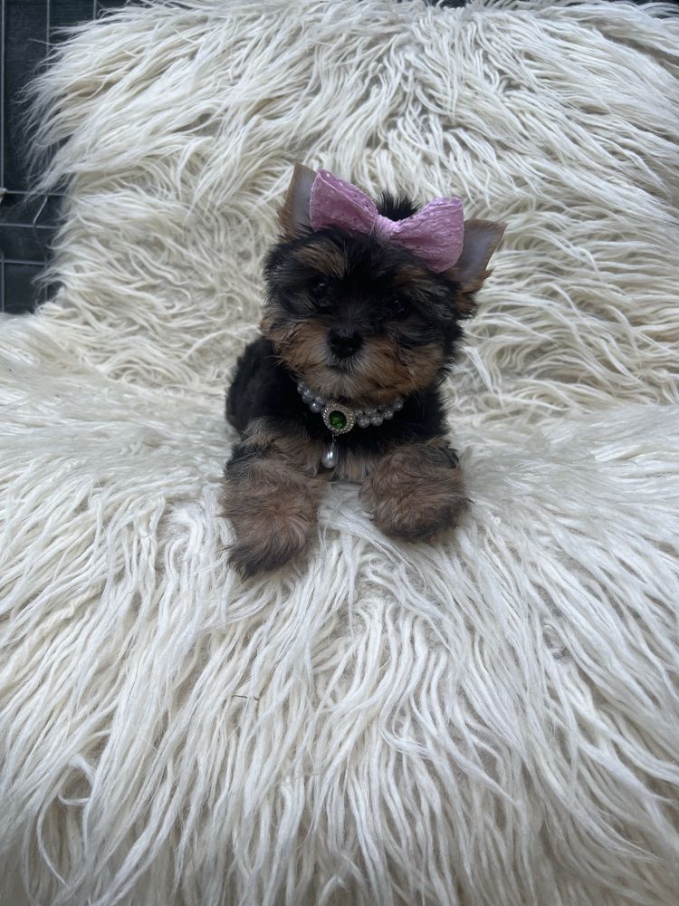 Femela yorkshire terrier