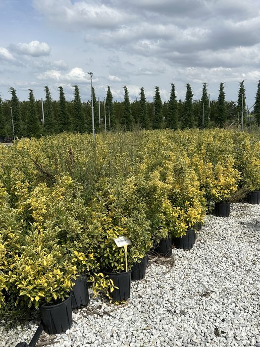 Plante ornamentale pentru spati verzi terase alei gazon piatra natural