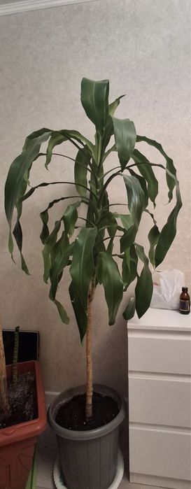 Продам домашную пальму