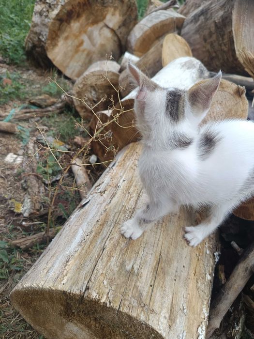 Donez puii de pisică, au între 3 luni.
