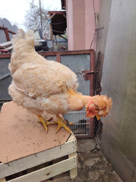 Gaini motate golașe și incaltate