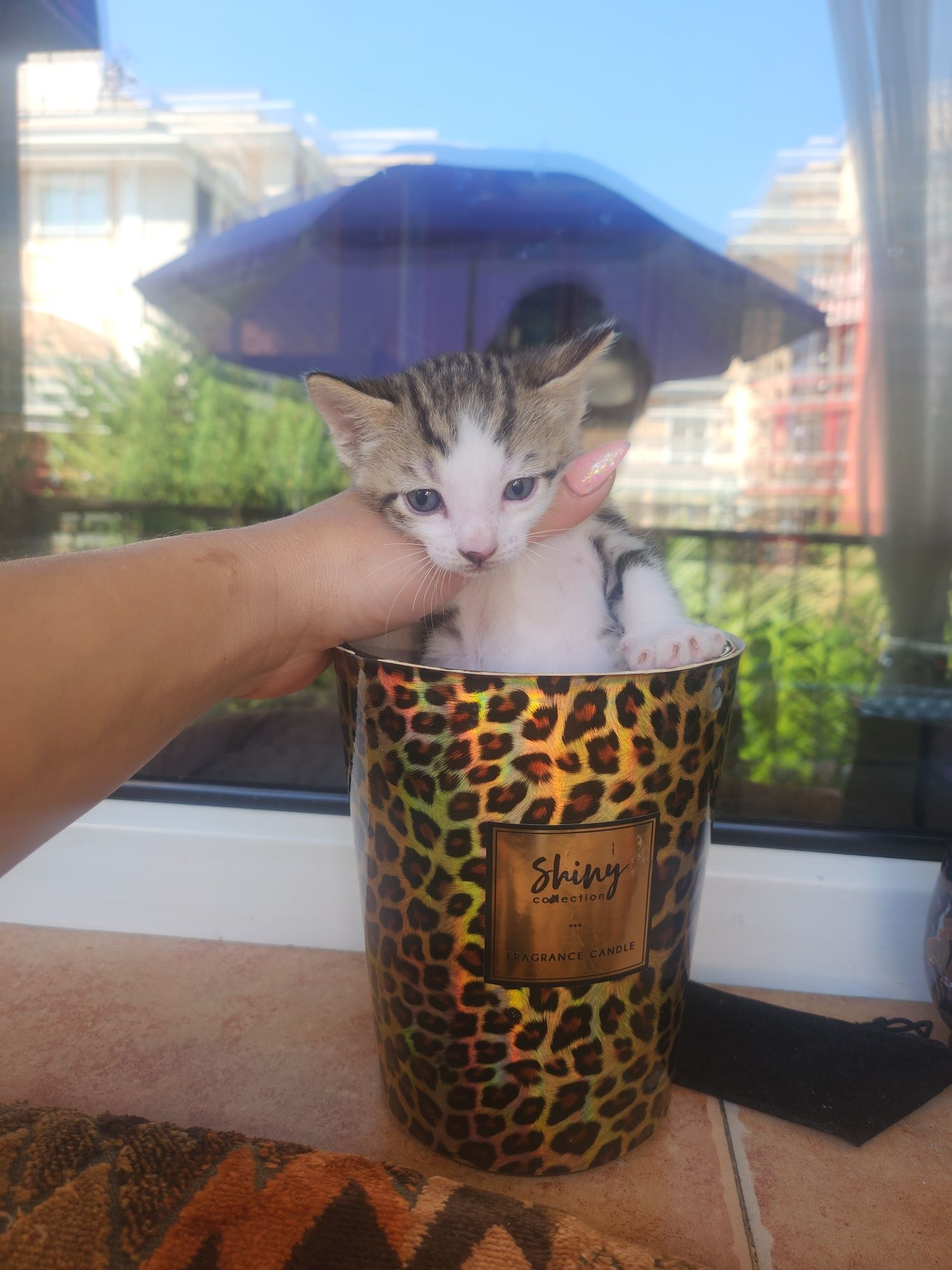 Бенгалски котета